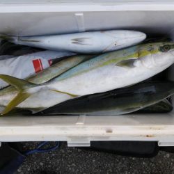 名田屋　はまちの飲ませづり